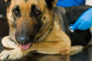 Best Dog Veterinary Care for Car Travel My Caring Dog – Tips, Stories, and Care Guides for Loving Pet Owners Best Dog Veterinary Care for Car Travel | My Caring Dog – Tips, Stories, and Care Guides for Loving Pet Owners