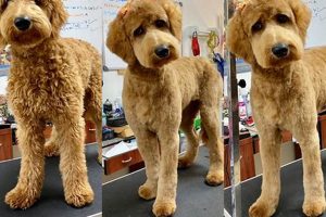 Professional Dog Cut Care & Grooming Tips My Caring Dog – Tips, Stories, and Care Guides for Loving Pet Owners Professional Dog Cut Care & Grooming Tips | My Caring Dog – Tips, Stories, and Care Guides for Loving Pet Owners