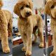 Professional Dog Cut Care & Grooming Tips | My Caring Dog – Tips, Stories, and Care Guides for Loving Pet Owners