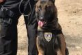 Top Man K-9 Units: Car Dog Patrols My Caring Dog – Tips, Stories, and Care Guides for Loving Pet Owners Top Man K-9 Units: Car Dog Patrols | My Caring Dog – Tips, Stories, and Care Guides for Loving Pet Owners