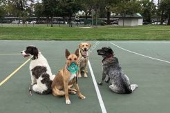 Service Dog Training San Jose Ca My Caring Dog – Tips, Stories, and Care Guides for Loving Pet Owners Service Dog Training San Jose Ca | My Caring Dog – Tips, Stories, and Care Guides for Loving Pet Owners