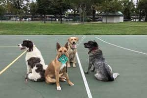 Service Dog Training San Jose Ca My Caring Dog – Tips, Stories, and Care Guides for Loving Pet Owners Service Dog Training San Jose Ca | My Caring Dog – Tips, Stories, and Care Guides for Loving Pet Owners