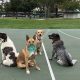 Service Dog Training San Jose Ca | My Caring Dog – Tips, Stories, and Care Guides for Loving Pet Owners