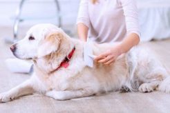 Dog Day Care Mesa Az My Caring Dog – Tips, Stories, and Care Guides for Loving Pet Owners Dog Day Care Mesa Az | My Caring Dog – Tips, Stories, and Care Guides for Loving Pet Owners