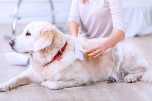 Dog Day Care Mesa Az My Caring Dog – Tips, Stories, and Care Guides for Loving Pet Owners Dog Day Care Mesa Az | My Caring Dog – Tips, Stories, and Care Guides for Loving Pet Owners