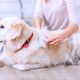 Dog Day Care Mesa Az | My Caring Dog – Tips, Stories, and Care Guides for Loving Pet Owners