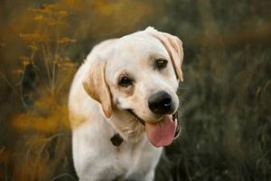 Top Dog Articles & Canine Guides My Caring Dog – Tips, Stories, and Care Guides for Loving Pet Owners Top Dog Articles & Canine Guides | My Caring Dog – Tips, Stories, and Care Guides for Loving Pet Owners
