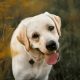 Top Dog Articles &amp; Canine Guides | My Caring Dog – Tips, Stories, and Care Guides for Loving Pet Owners