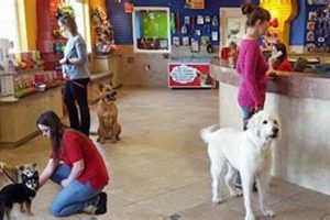 Top Dog Day Care in Modesto, CA My Caring Dog – Tips, Stories, and Care Guides for Loving Pet Owners Top Dog Day Care in Modesto, CA | My Caring Dog – Tips, Stories, and Care Guides for Loving Pet Owners