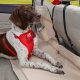 Best Dog Car Seat Bridges & Console Seats | My Caring Dog – Tips, Stories, and Care Guides for Loving Pet Owners