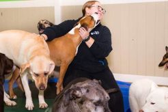 Best Dog Day Care Overnight Services Near You My Caring Dog – Tips, Stories, and Care Guides for Loving Pet Owners Best Dog Day Care Overnight Services Near You | My Caring Dog – Tips, Stories, and Care Guides for Loving Pet Owners