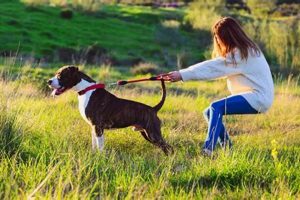 Expert Pet Care for Challenging Dogs My Caring Dog – Tips, Stories, and Care Guides for Loving Pet Owners Expert Pet Care for Challenging Dogs | My Caring Dog – Tips, Stories, and Care Guides for Loving Pet Owners