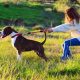 Expert Pet Care for Challenging Dogs | My Caring Dog – Tips, Stories, and Care Guides for Loving Pet Owners