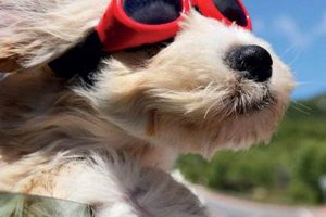 Do Dogs Enjoy Car Rides? Tips & Tricks My Caring Dog – Tips, Stories, and Care Guides for Loving Pet Owners Do Dogs Enjoy Car Rides? Tips & Tricks | My Caring Dog – Tips, Stories, and Care Guides for Loving Pet Owners