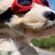 Do Dogs Enjoy Car Rides? Tips & Tricks | My Caring Dog – Tips, Stories, and Care Guides for Loving Pet Owners