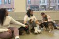 Chicago Animal Welfare: A Guide for Pet Owners My Caring Dog – Tips, Stories, and Care Guides for Loving Pet Owners Chicago Animal Welfare: A Guide for Pet Owners | My Caring Dog – Tips, Stories, and Care Guides for Loving Pet Owners
