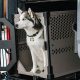 Top Crash Tested Dog Crates for Cars & SUVs | My Caring Dog – Tips, Stories, and Care Guides for Loving Pet Owners