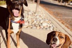 Top Dog Day Care in Arlington VA: Find the Best My Caring Dog – Tips, Stories, and Care Guides for Loving Pet Owners Top Dog Day Care in Arlington VA: Find the Best | My Caring Dog – Tips, Stories, and Care Guides for Loving Pet Owners