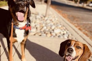 Top Dog Day Care in Arlington VA: Find the Best My Caring Dog – Tips, Stories, and Care Guides for Loving Pet Owners Top Dog Day Care in Arlington VA: Find the Best | My Caring Dog – Tips, Stories, and Care Guides for Loving Pet Owners