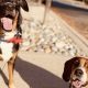 Top Dog Day Care in Arlington VA: Find the Best | My Caring Dog – Tips, Stories, and Care Guides for Loving Pet Owners