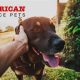 Real American Service Pets Reviews & Complaints | My Caring Dog – Tips, Stories, and Care Guides for Loving Pet Owners