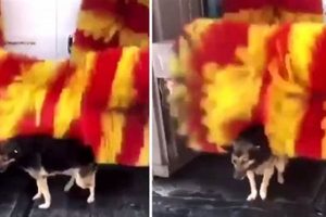 Watch: Dog Enjoys Car Wash Brush & Soap My Caring Dog – Tips, Stories, and Care Guides for Loving Pet Owners Watch: Dog Enjoys Car Wash Brush & Soap | My Caring Dog – Tips, Stories, and Care Guides for Loving Pet Owners