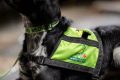 Alert Dogs My Caring Dog – Tips, Stories, and Care Guides for Loving Pet Owners Alert Dogs | My Caring Dog – Tips, Stories, and Care Guides for Loving Pet Owners