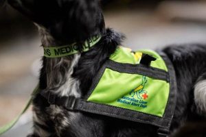 Alert Dogs My Caring Dog – Tips, Stories, and Care Guides for Loving Pet Owners Alert Dogs | My Caring Dog – Tips, Stories, and Care Guides for Loving Pet Owners