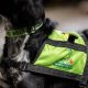 Alert Dogs | My Caring Dog – Tips, Stories, and Care Guides for Loving Pet Owners