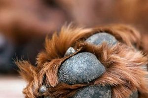 Dog Paw Cut Care: Tips & Remedies My Caring Dog – Tips, Stories, and Care Guides for Loving Pet Owners Dog Paw Cut Care: Tips & Remedies | My Caring Dog – Tips, Stories, and Care Guides for Loving Pet Owners