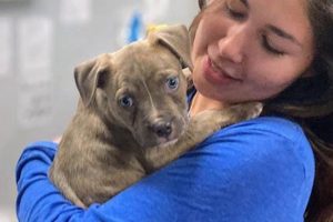 Best Dog Care in STL: Tips & Resources My Caring Dog – Tips, Stories, and Care Guides for Loving Pet Owners Best Dog Care in STL: Tips & Resources | My Caring Dog – Tips, Stories, and Care Guides for Loving Pet Owners