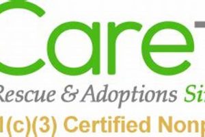 Top Caretx Accessories for Your Car Dog My Caring Dog – Tips, Stories, and Care Guides for Loving Pet Owners Top Caretx Accessories for Your Car Dog | My Caring Dog – Tips, Stories, and Care Guides for Loving Pet Owners