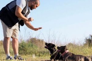 Service Dog Grants: Financial Aid & Assistance Programs My Caring Dog – Tips, Stories, and Care Guides for Loving Pet Owners Service Dog Grants: Financial Aid & Assistance Programs | My Caring Dog – Tips, Stories, and Care Guides for Loving Pet Owners