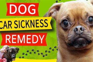 Best Car Sick Remedies for Dogs: Vet's Guide My Caring Dog – Tips, Stories, and Care Guides for Loving Pet Owners Best Car Sick Remedies for Dogs: Vet's Guide | My Caring Dog – Tips, Stories, and Care Guides for Loving Pet Owners