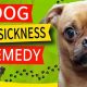 Best Car Sick Remedies for Dogs: Vet's Guide | My Caring Dog – Tips, Stories, and Care Guides for Loving Pet Owners