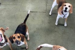 Best Dog Day Care in Worcester, MA | Top Kennels My Caring Dog – Tips, Stories, and Care Guides for Loving Pet Owners Best Dog Day Care in Worcester, MA | Top Kennels | My Caring Dog – Tips, Stories, and Care Guides for Loving Pet Owners