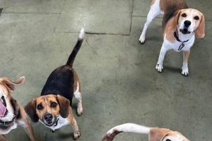 Best Dog Day Care in Worcester, MA | Top Kennels My Caring Dog – Tips, Stories, and Care Guides for Loving Pet Owners Best Dog Day Care in Worcester, MA | Top Kennels | My Caring Dog – Tips, Stories, and Care Guides for Loving Pet Owners