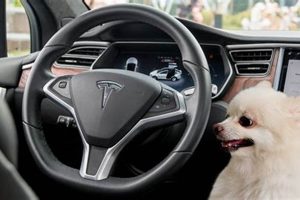 Best Cars with Dog Mode: Ultimate Guide My Caring Dog – Tips, Stories, and Care Guides for Loving Pet Owners Best Cars with Dog Mode: Ultimate Guide | My Caring Dog – Tips, Stories, and Care Guides for Loving Pet Owners