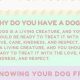 Dog Care Guide for Beginners: Tips & Tricks | My Caring Dog – Tips, Stories, and Care Guides for Loving Pet Owners