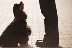 Service Dog Training Rochester Ny My Caring Dog – Tips, Stories, and Care Guides for Loving Pet Owners Service Dog Training Rochester Ny | My Caring Dog – Tips, Stories, and Care Guides for Loving Pet Owners