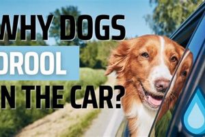 Why Is My Dog Drooling In The Car My Caring Dog – Tips, Stories, and Care Guides for Loving Pet Owners Why Is My Dog Drooling In The Car | My Caring Dog – Tips, Stories, and Care Guides for Loving Pet Owners