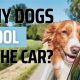Why Is My Dog Drooling In The Car | My Caring Dog – Tips, Stories, and Care Guides for Loving Pet Owners