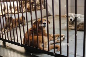 Best City for Stray Dog Care & Adoption | My Caring Dog – Tips, Stories, and Care Guides for Loving Pet Owners