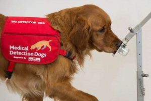 Top Medical Dog Training Tips for Your Car My Caring Dog – Tips, Stories, and Care Guides for Loving Pet Owners Top Medical Dog Training Tips for Your Car | My Caring Dog – Tips, Stories, and Care Guides for Loving Pet Owners