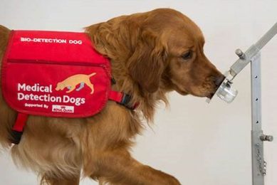 Top Medical Dog Training Tips for Your Car My Caring Dog – Tips, Stories, and Care Guides for Loving Pet Owners Top Medical Dog Training Tips for Your Car | My Caring Dog – Tips, Stories, and Care Guides for Loving Pet Owners