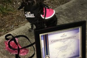 Trained Certified Companion Pets: Dog Edition My Caring Dog – Tips, Stories, and Care Guides for Loving Pet Owners Trained Certified Companion Pets: Dog Edition | My Caring Dog – Tips, Stories, and Care Guides for Loving Pet Owners