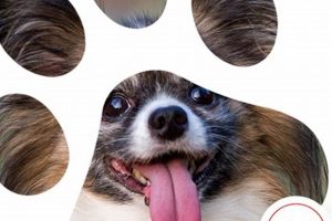 Top Dog Day Care in Basildon, Essex My Caring Dog – Tips, Stories, and Care Guides for Loving Pet Owners Top Dog Day Care in Basildon, Essex | My Caring Dog – Tips, Stories, and Care Guides for Loving Pet Owners