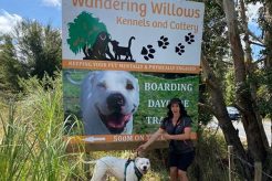 Dog Day Care The Woodlands My Caring Dog – Tips, Stories, and Care Guides for Loving Pet Owners Dog Day Care The Woodlands | My Caring Dog – Tips, Stories, and Care Guides for Loving Pet Owners