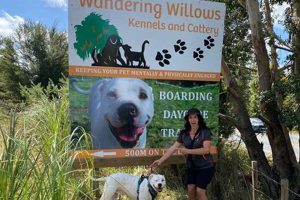 Dog Day Care The Woodlands My Caring Dog – Tips, Stories, and Care Guides for Loving Pet Owners Dog Day Care The Woodlands | My Caring Dog – Tips, Stories, and Care Guides for Loving Pet Owners