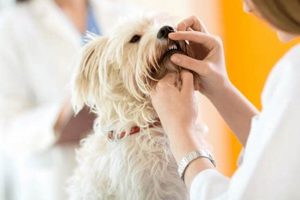 Best Dog Dental Care Near Me: Find a Vet My Caring Dog – Tips, Stories, and Care Guides for Loving Pet Owners Best Dog Dental Care Near Me: Find a Vet | My Caring Dog – Tips, Stories, and Care Guides for Loving Pet Owners